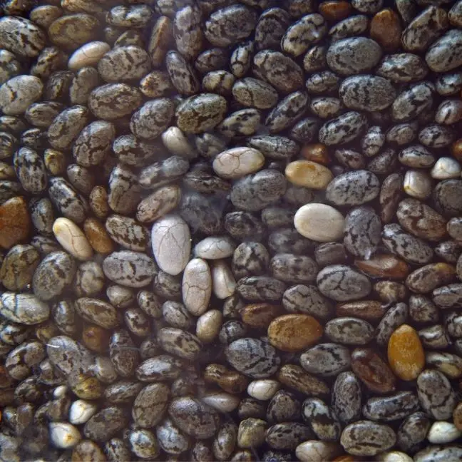 Rich quality Indian Chia seeds with crystal Clear Grading Method at exclusive marketing rates from exporters in India