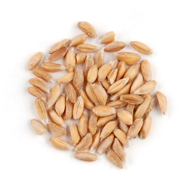 Organic Hard Red Spring Wheat | Milling Wheat Grain Bulk