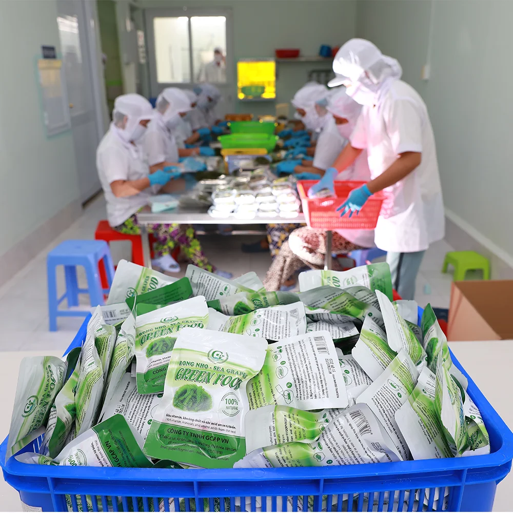 Sea Grapes for sushi sashimi No additives, preservatives or hidden sugars and no cooking required 100 Grams GCAP VN