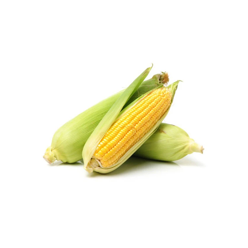 White Corn and Yellow Corn For Sale