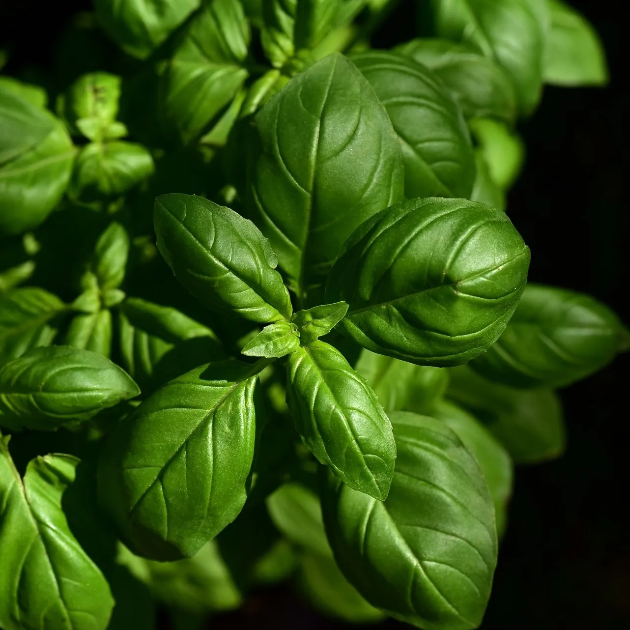 Best Quality Sicilian Pesto Dried Tomato with Ricotta Cheese lemon juice and and Basil jar 170g for Pasta