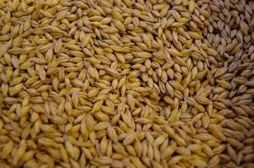 Barley grains for international market