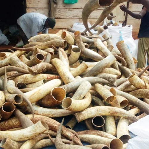 High Quality Carved Animal Style Cow Horns Raw Material