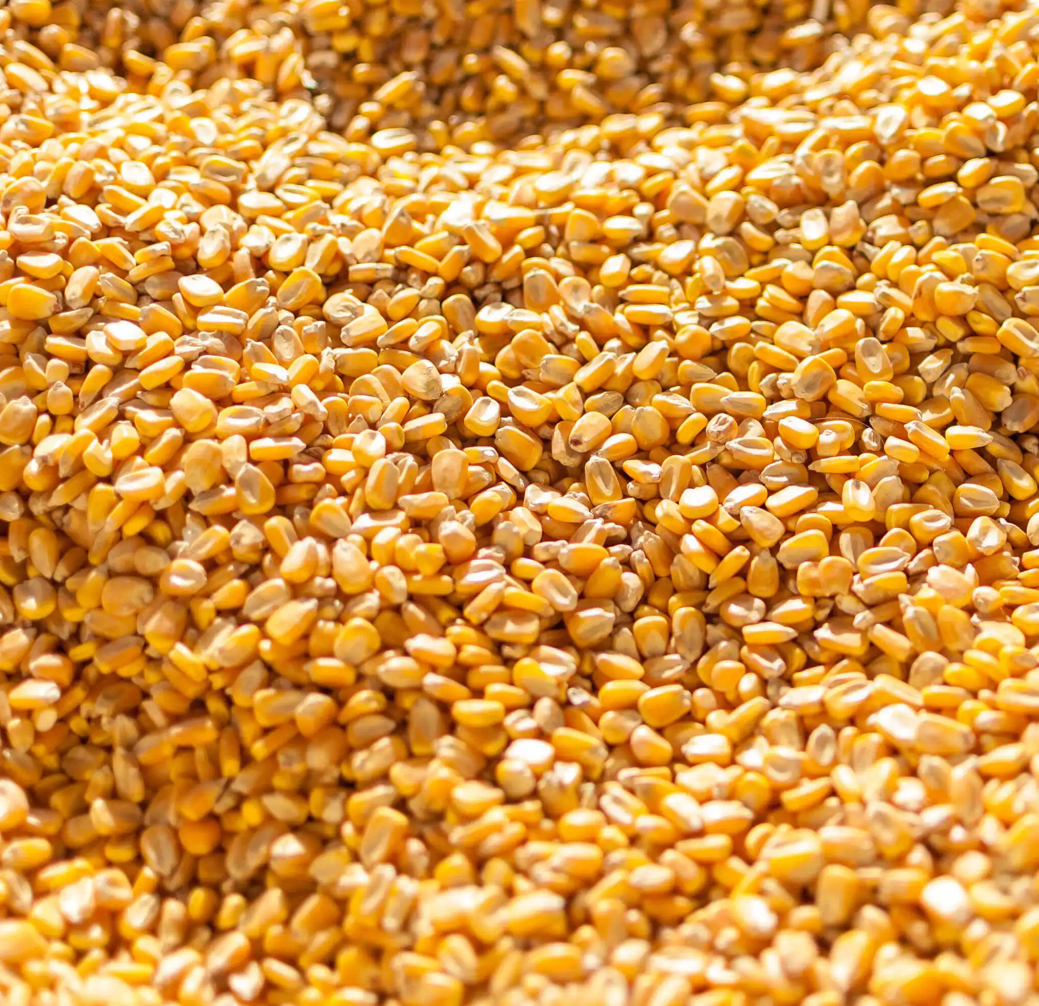 Non GMO Yellow Corn / Sweet Corn / Yellow Corn Maize for Sale in Bulk For Sale