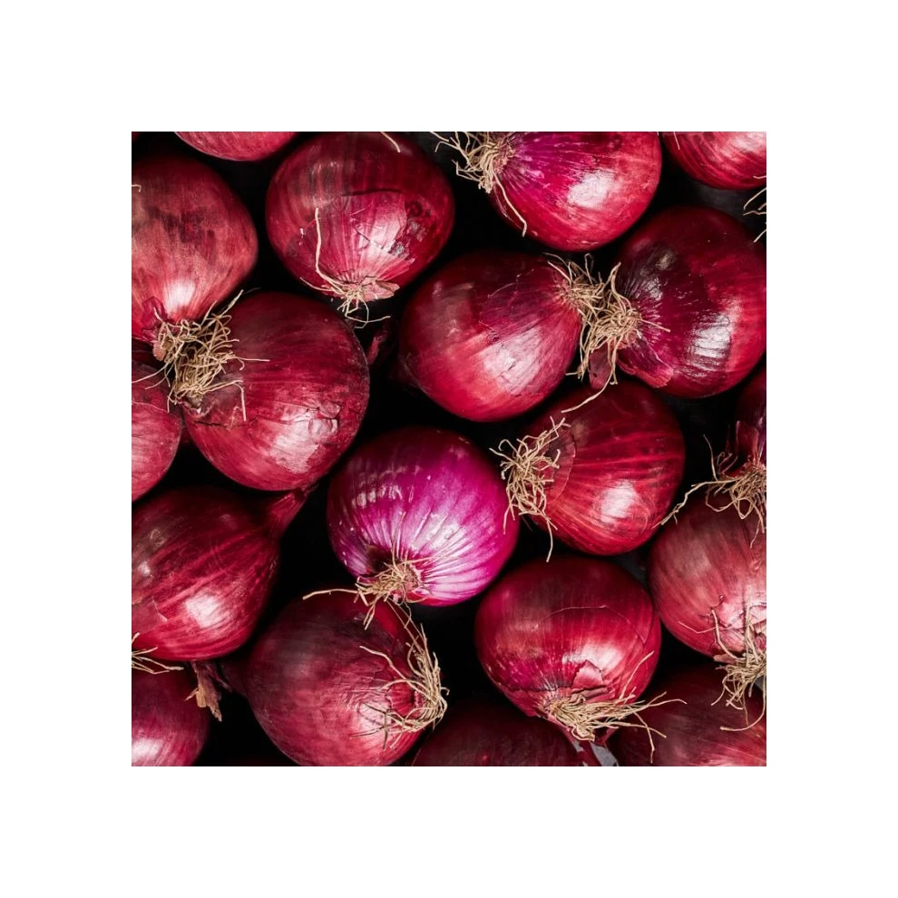 Exporters Big Red Onion Fresh Red Onion