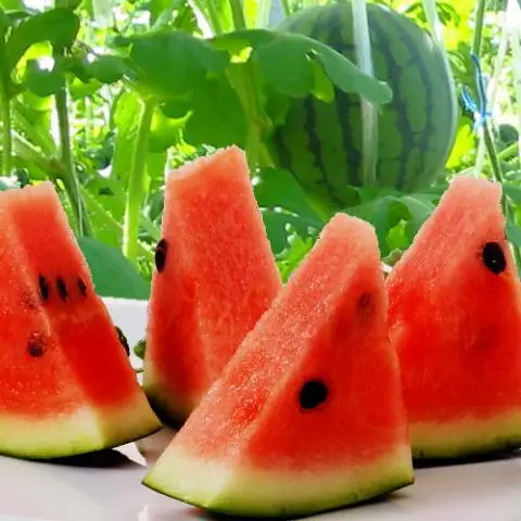 Export Quality Bulk Packaging COMMON Cultivation Type Refreshingly Sweet Fruity Taste Frozen IQF Watermelon Ms Sophie