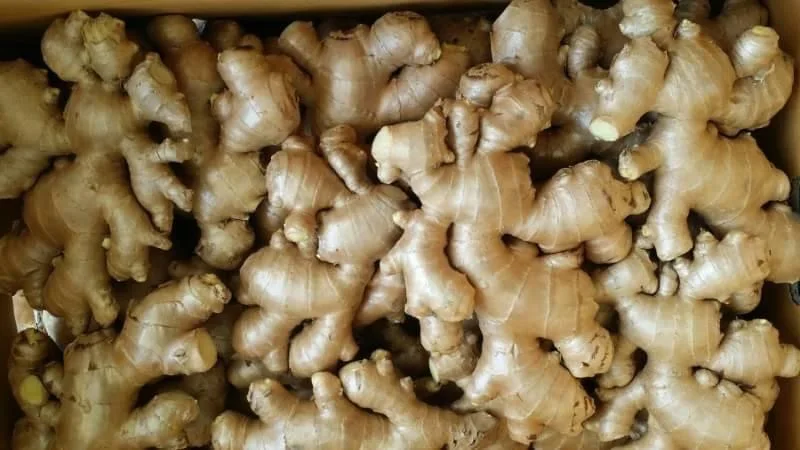 Premium Fresh Ginger High Quality Thai Vegetable from Thailand  Hight Grade Fresh Ginger in Carton
