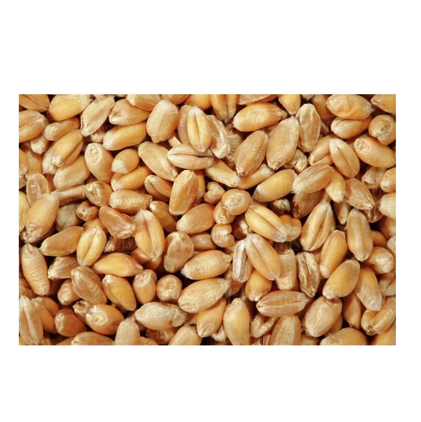 Best Factory Price of Natural Organic Whole Wheat Grains Available In Large Quantity