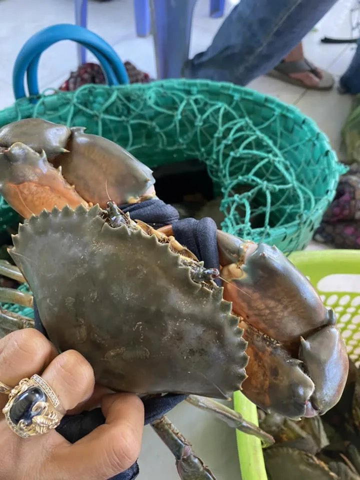 Mud Crab Full 100% Egg/ Full 100% Meat  Top Selling in Vietnam