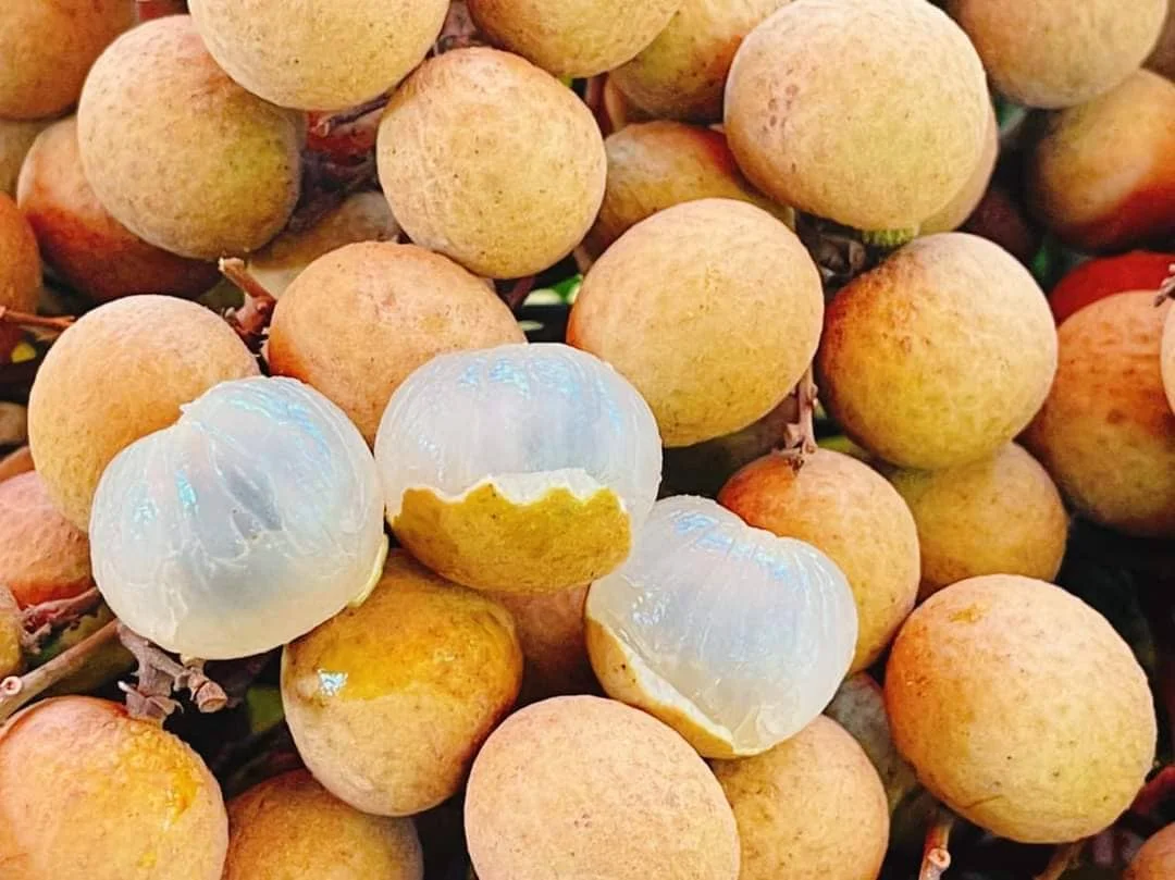 Вьетнамский высококачественный тропический фрукт Longan Premium Longan V.A.F вьетнамская сельскохозяйственная продукция