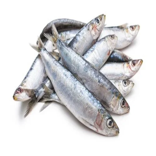 buy high quality frozen cheap sardine fish for sale
