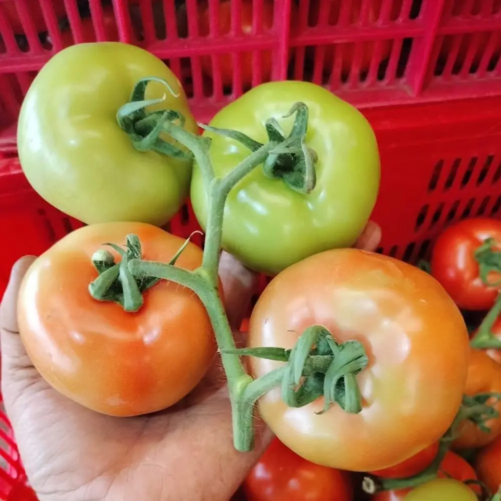The Best Wholesale Vietnam Supply Fresh Tomatoes High Quality Standard Flavor Sweet Light Sour Shape Globular Packaging OEM
