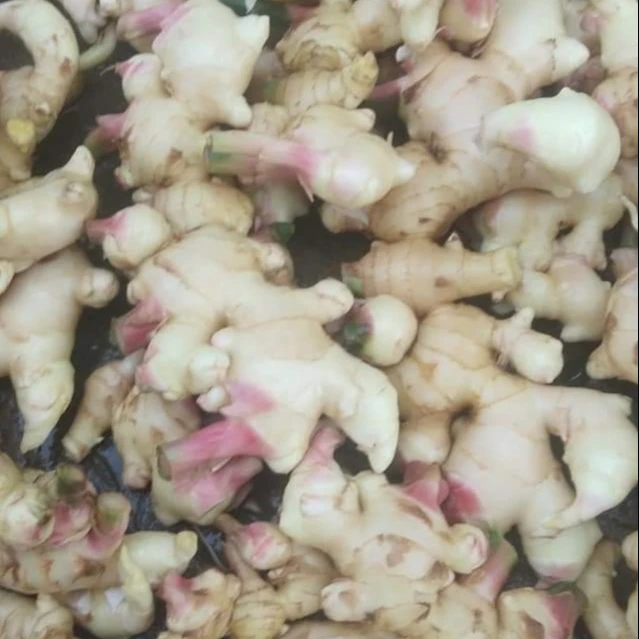 Hot Sales Fresh Ginger with high quality from Viet Nam Ms Jannie 84398282922