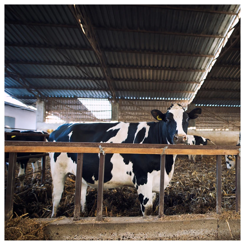 Оптовая цена, поставщик упаковки, дешевые производители, ломтики мяса, белка, Бразилии, замороженная говядина на продажу