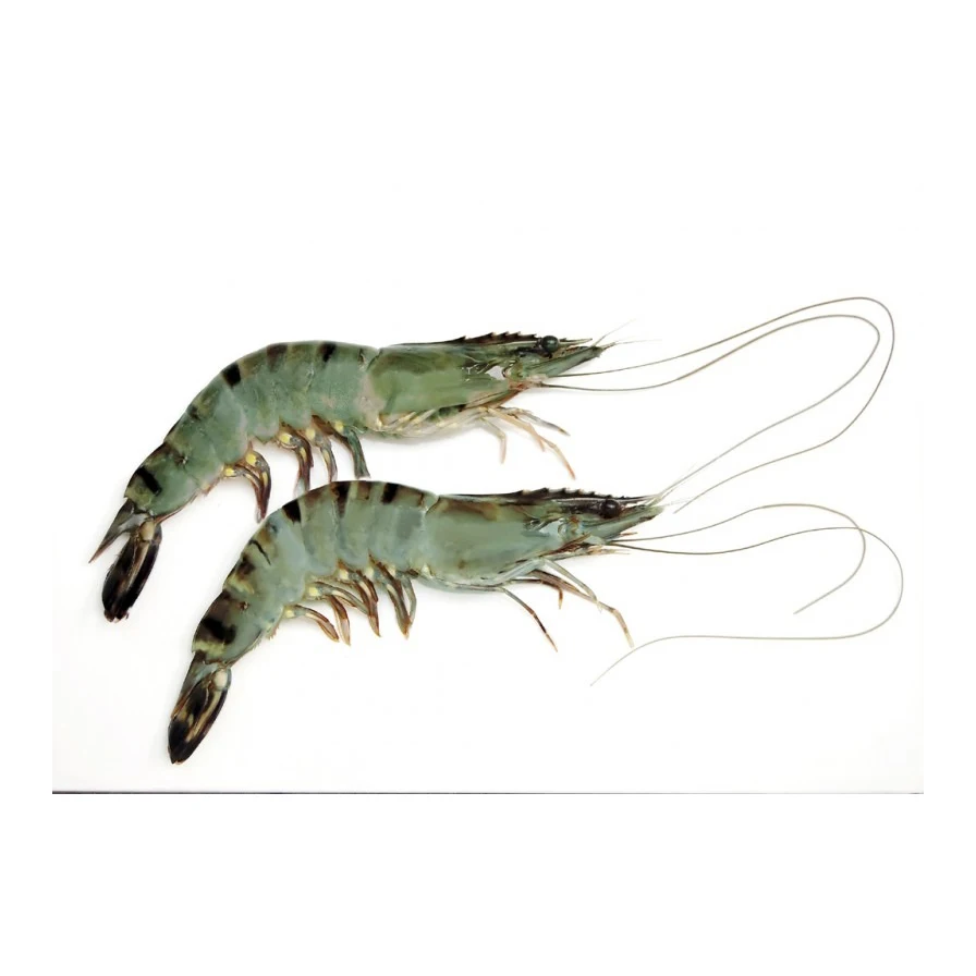 widely Selling Fresh Frozen Whole Vannamei Shrimp White / Black Tiger Shrimp /prawn