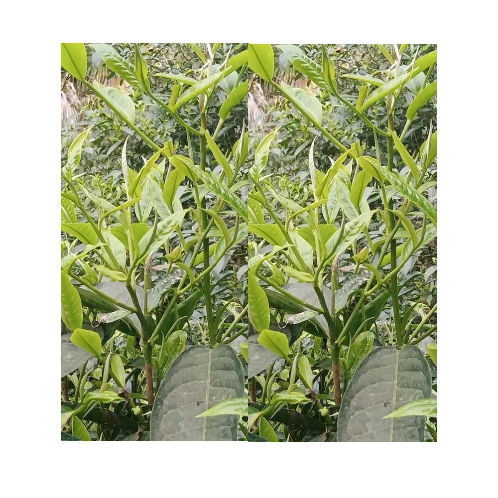 Blended Type Top Cheap Bag Green Gift Package Customize Quality Support OEM/ODM tea drinks Snow Shan Tea From Vietnam