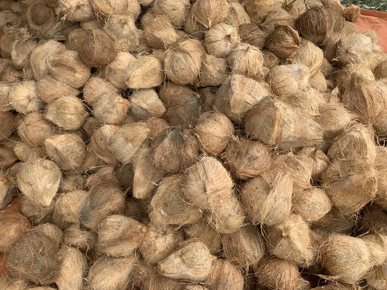 100% Fresh mature coconut in bag Fresh newly harvested made in Viet Nam Phytosanitary Certification Fresh Coconut