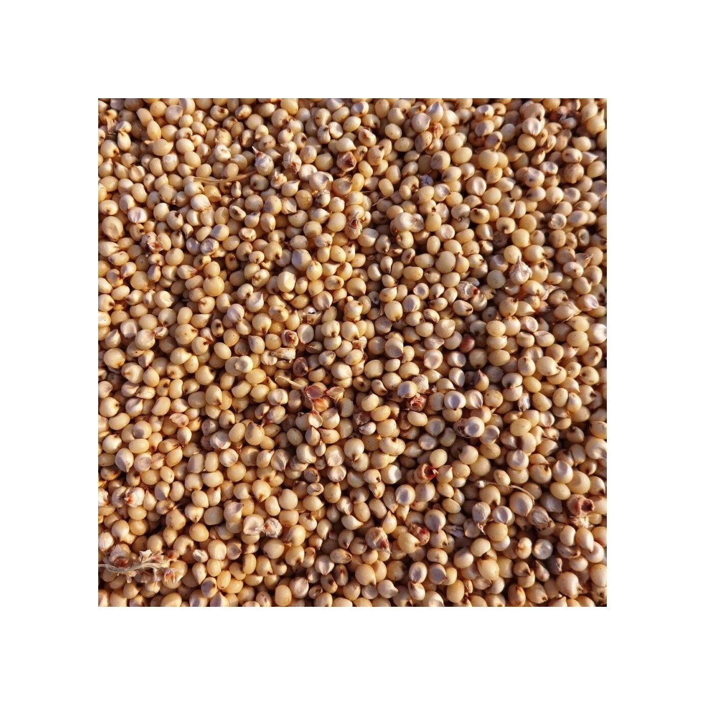 High-quality sorghum grains perfect for food production, animal feed, and industrial use