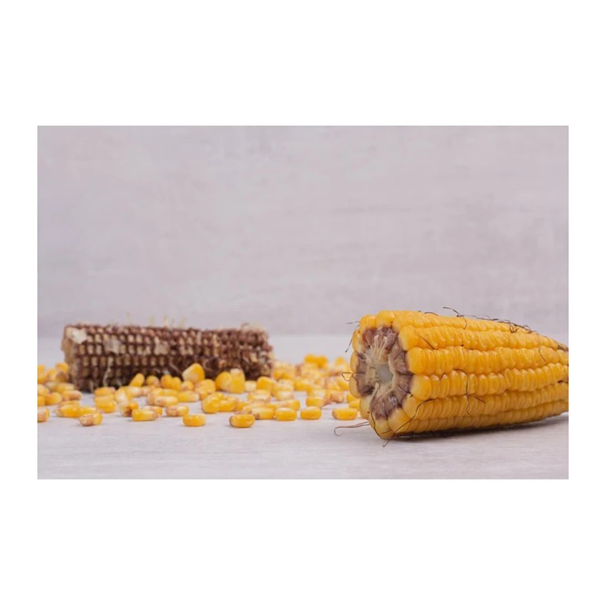 Buy High Quality Yellow Corn Maize Grains