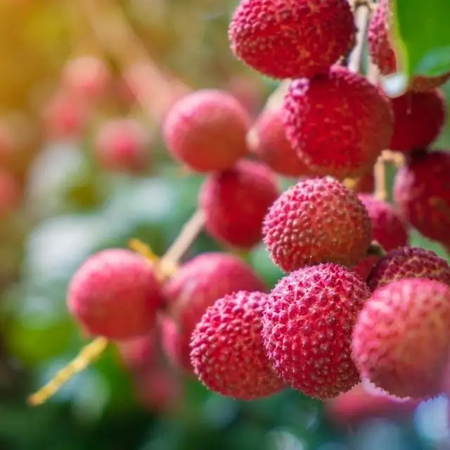 BEST FRUIT IN VIETNAM LYCHEE, GLOBAL GAP CERTIFICATE
