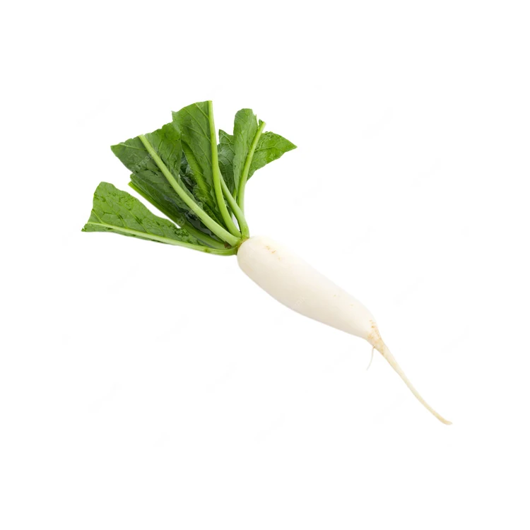 Fresh Radish Wholesale Price