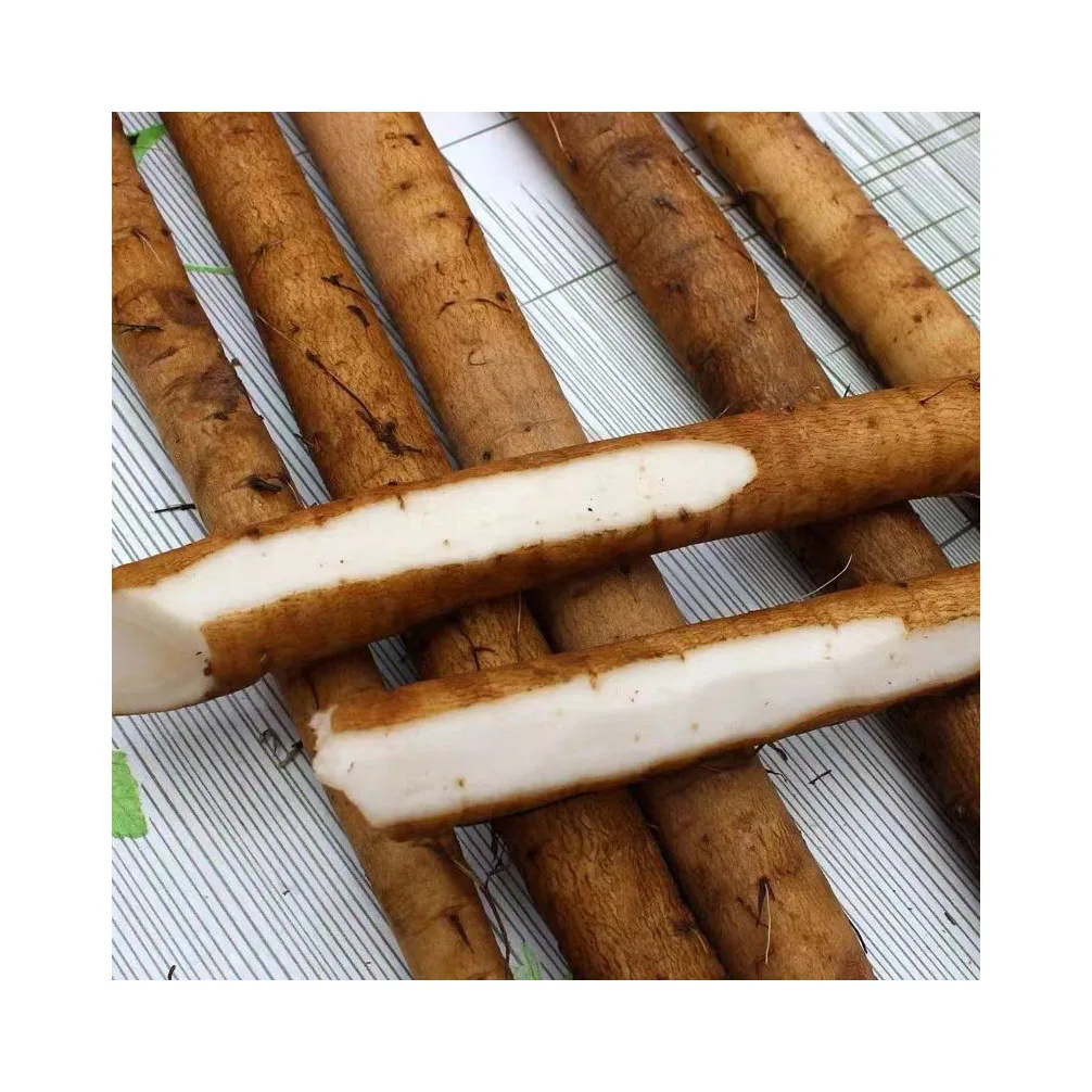 Fresh Burdock Golden Burdock and fresh Burdock