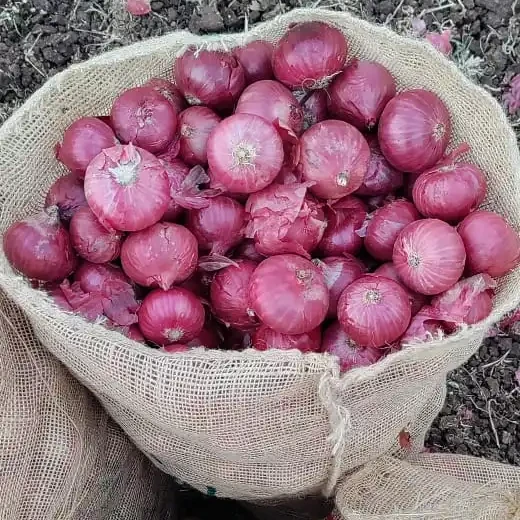 Top sale 2023 new production material for Fresh Vegetables Onion Red Bombay Onion Red Creole red piony Exporters from India