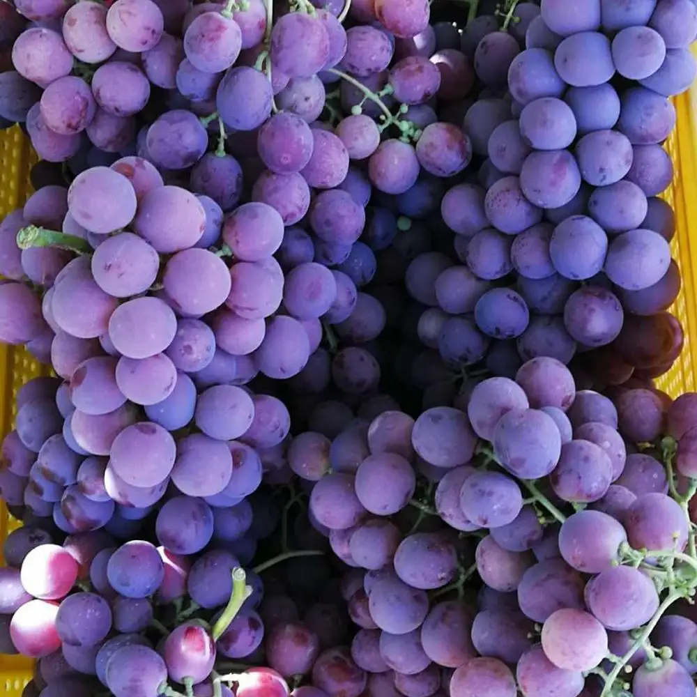 Fresh Grapes, Seedless Grapes Supplier