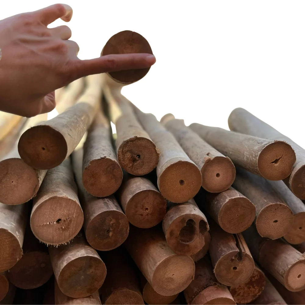 Moso Bamboo Poles Custom Service Natural Bamboo For Decor And Construction Bamboo Cane with Top Company