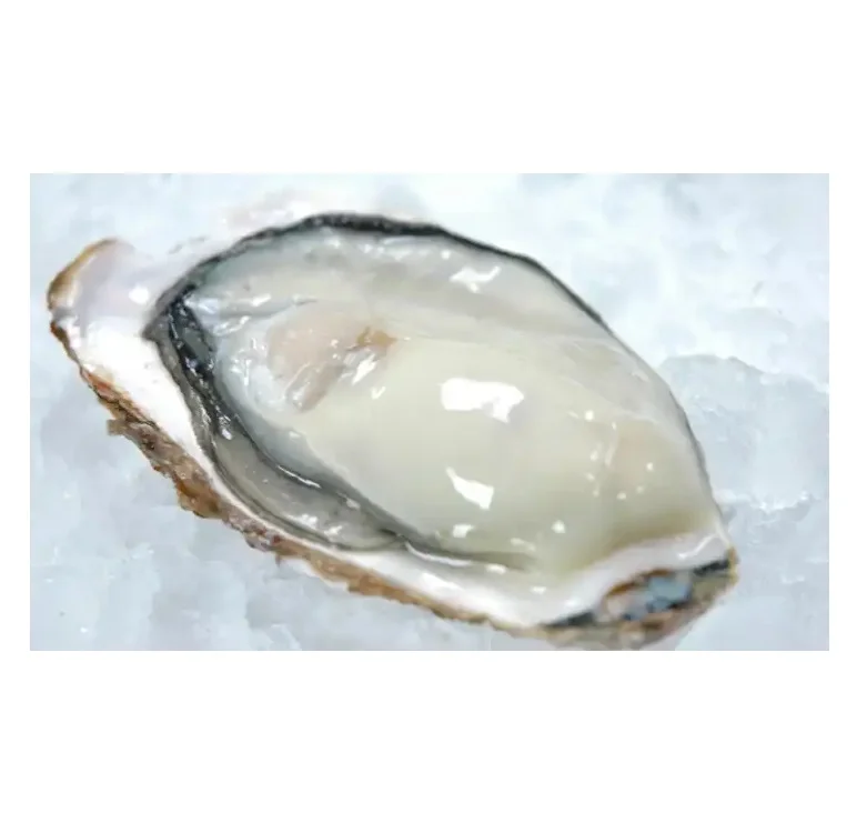 Products Wholesale Bulk Seafood Buy Mini Meal Japanese Oysters Frozen