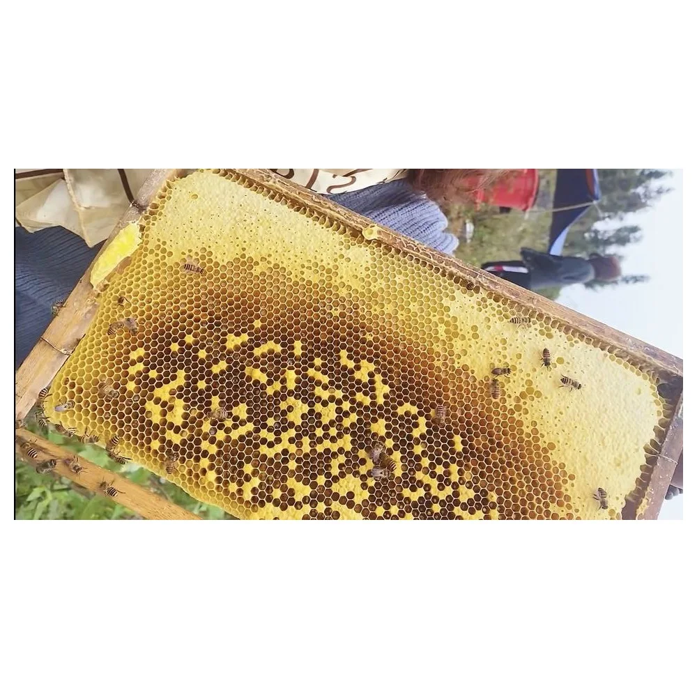 OEM/ODM Best Price High Quality 3 Years Shelf Life No Sugar Pure Natural Raw Honey for Multi-purpose From Vietnam