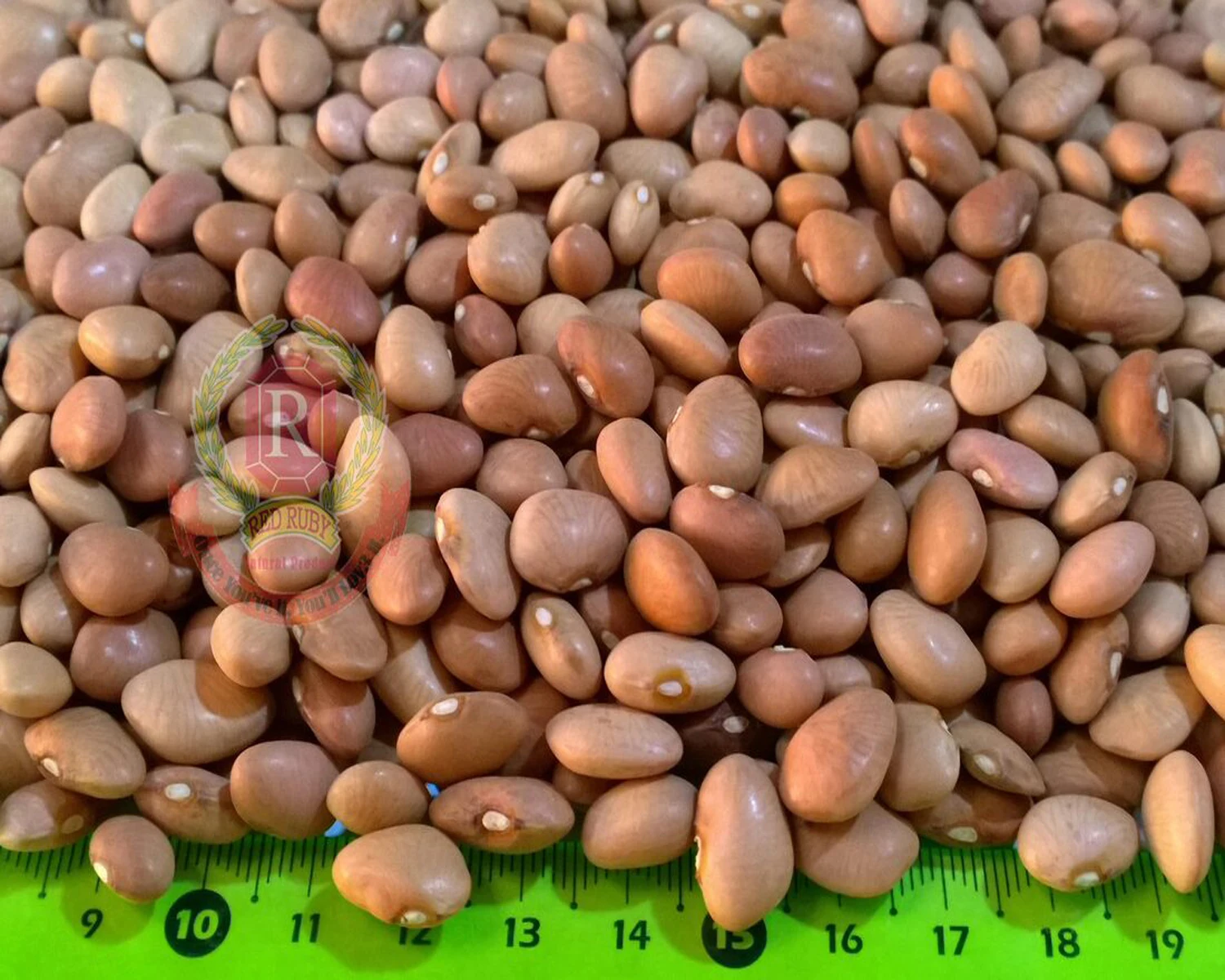 Light Red Beans/ Sultani (Light Red)