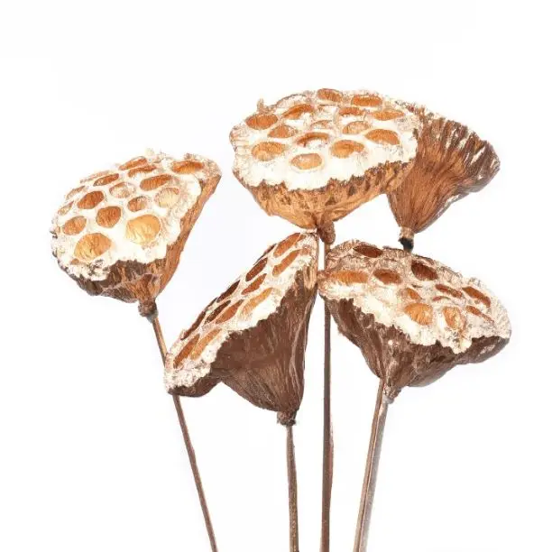 Good Quality Wholesale Dried Lotus Pods Lotus Pods on Stems Dried Flower Pampas Wedding Decor