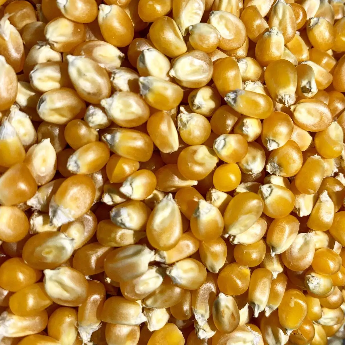 Factory direct sales of Yellow Corn for poultry and animal feed offering bulk supply with premium quality Yellow Corn for sale