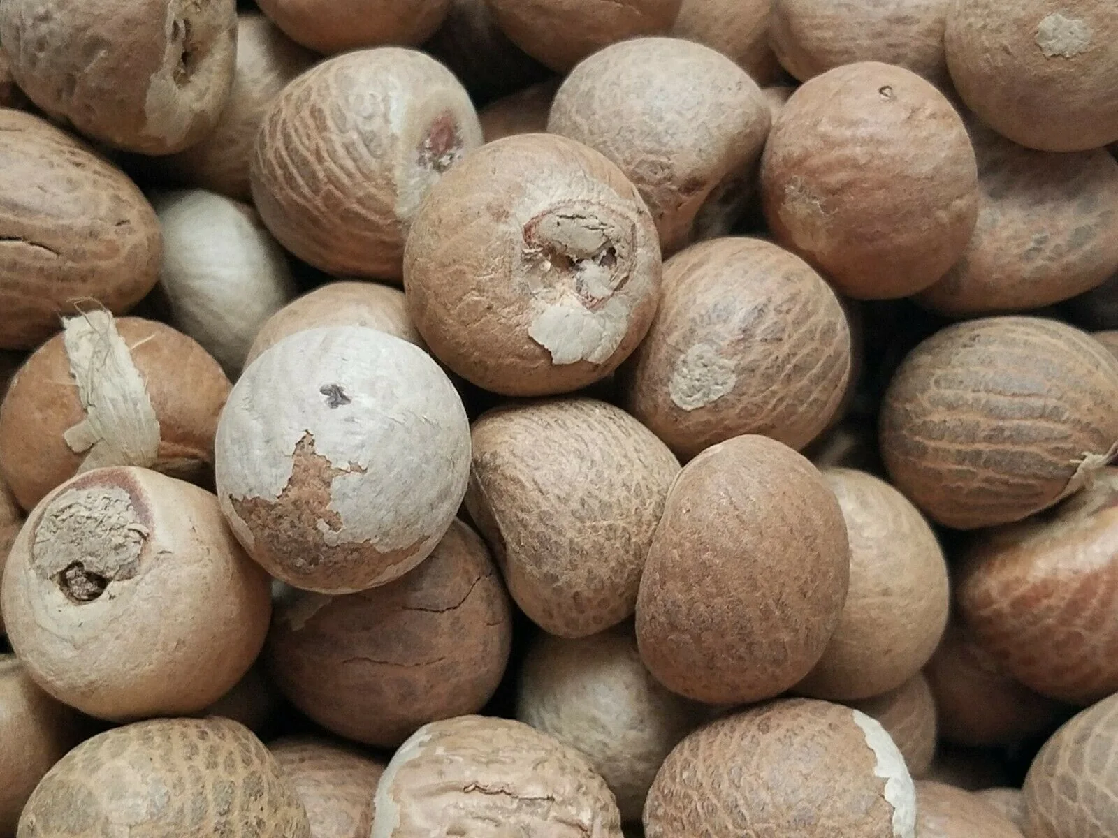Organic Dried Betel Nut Top Supplier Hot Selling Factory Price Betel Nuts/ Areca Nuts New