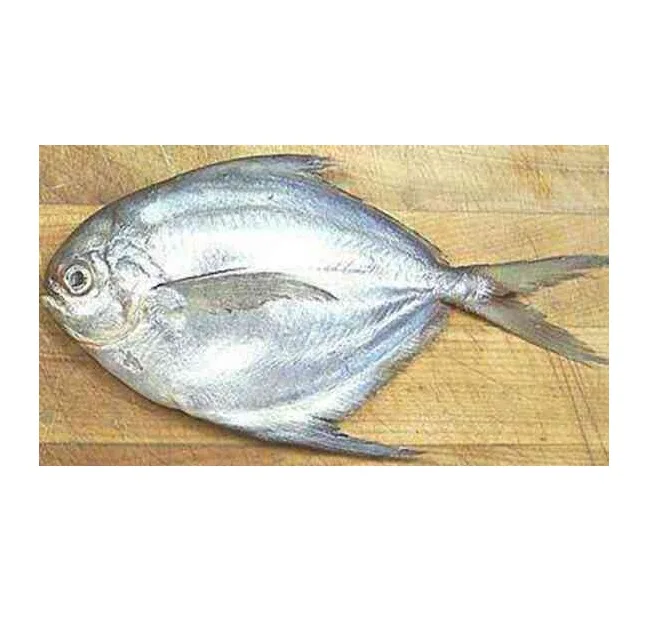 Silver Pomfret Fish Red Pomfret Frozen Seafood Fish