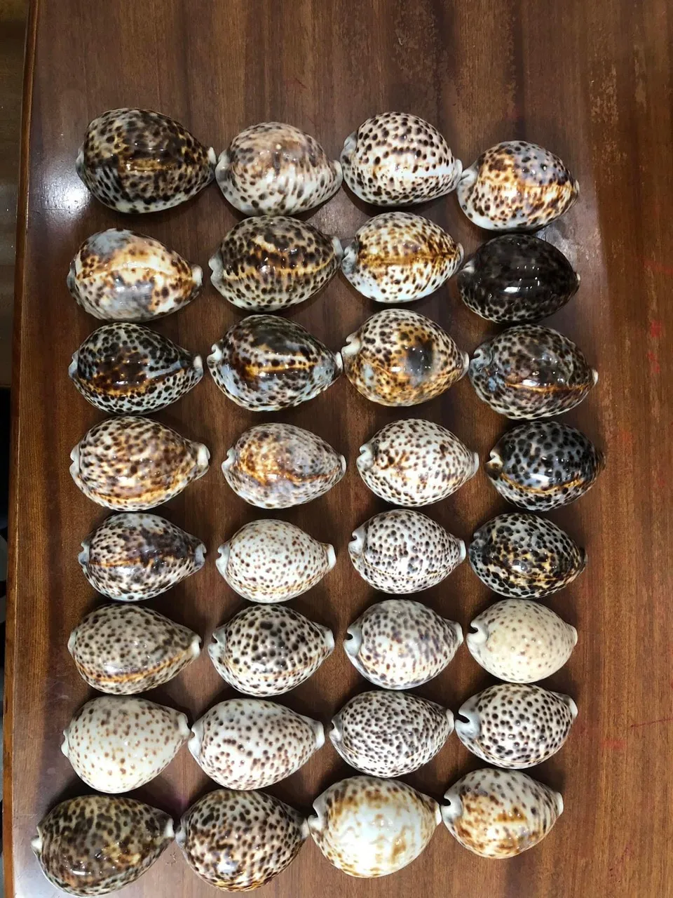 Морские ракушки смешанные пляжные разных размеров разноцветные гребешка-высокое качество красивая форма и низкая цена на экспорт