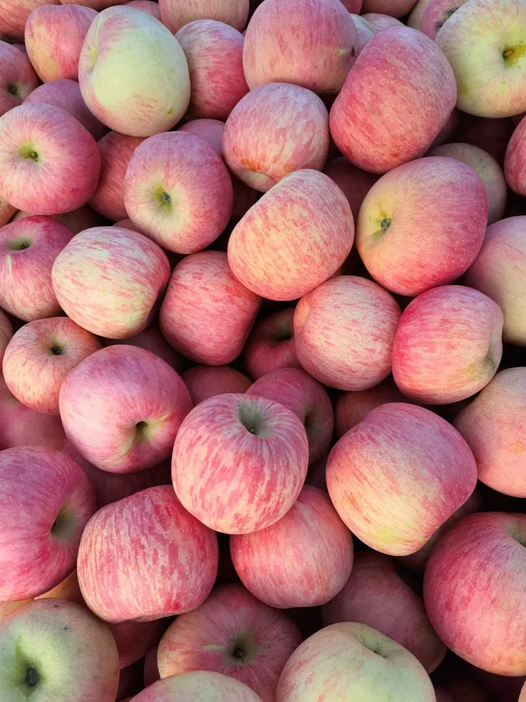 Discounts Selling Fresh Green Granny Smith Apples /Fresh Red Fuji Apples /Royal Gala/Red Delicious