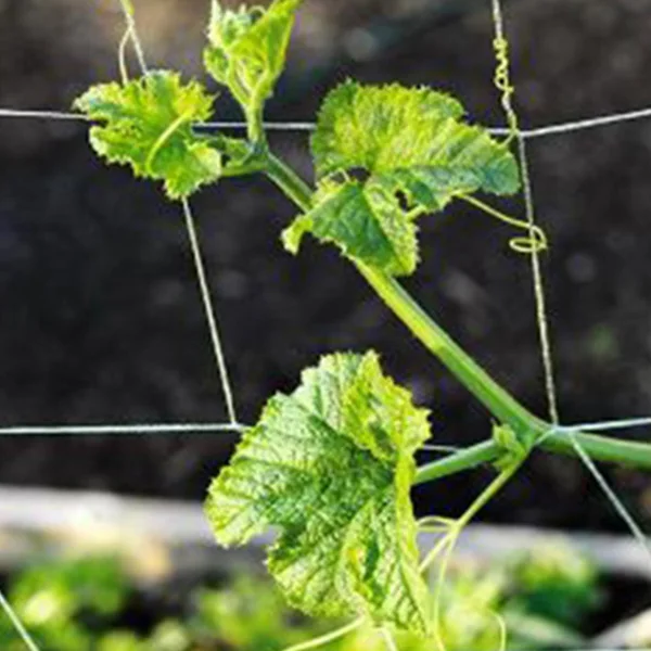 Garden Plant Trellis Netting for climbing plant