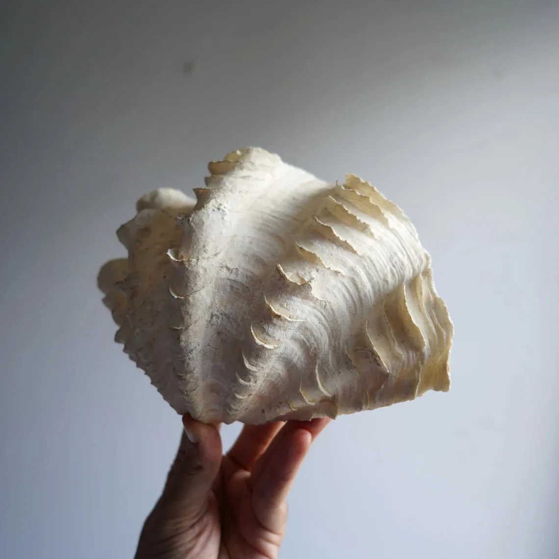 Ocean big size tridacna gigas large seashells natural sea shells home decor gift souvenir best selling