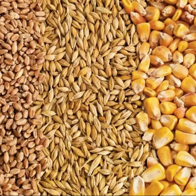 Barley Grains Premium Barley Seeds/Animal feed barley/bulk barley grains Best Price Barley grain for sale