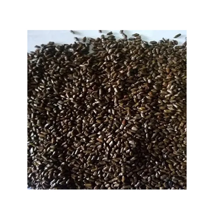 Single Spices & Herbs Product Best Quality Premium Grade Wholesale Natural Cassia Tora Seeds from Nigeria Origin Supplier