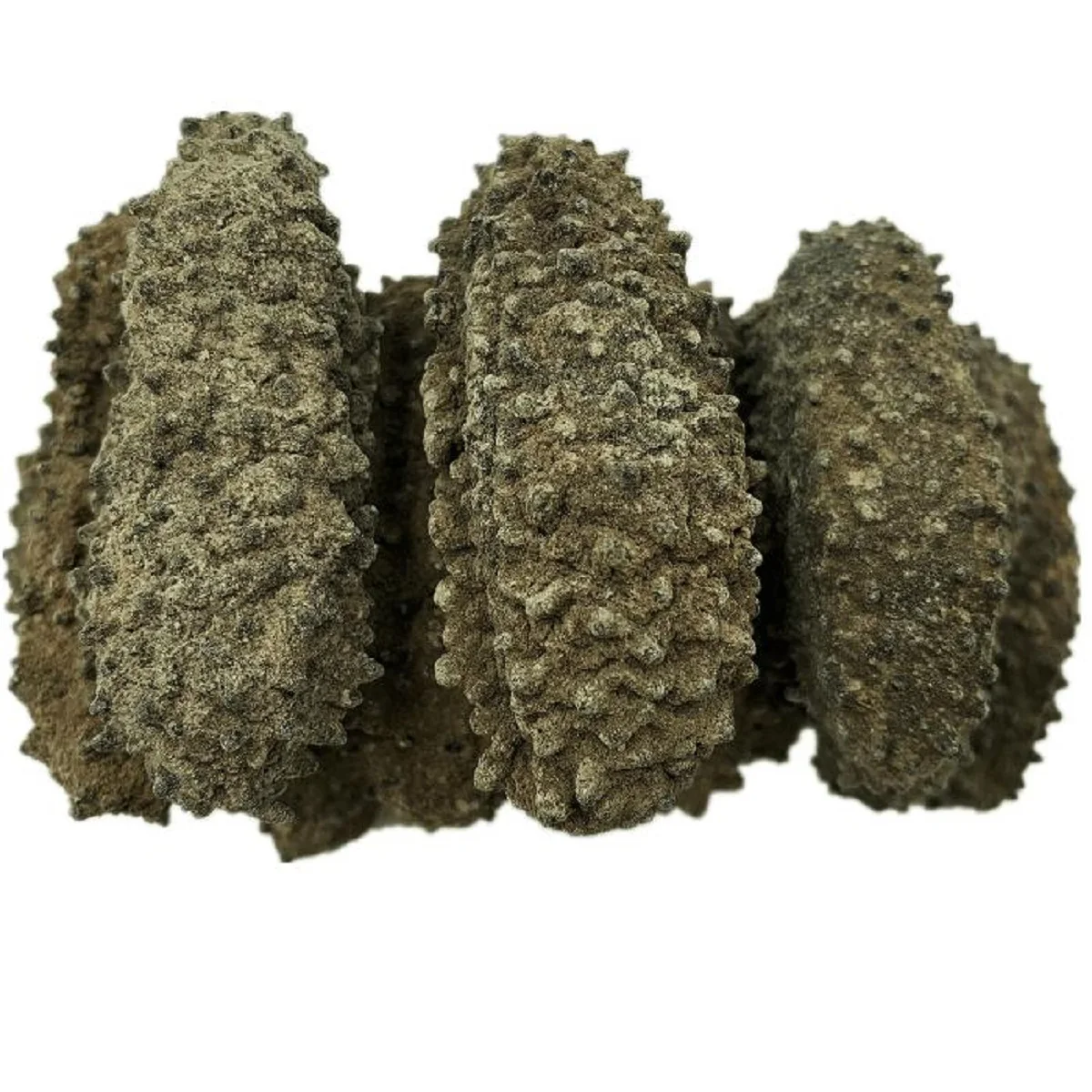 High Grade Wholesale Sea Cucumber Dried Sea Cucumber