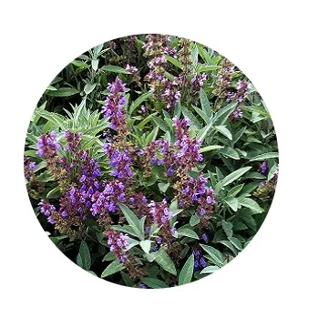 Bulk supplier of Sage Oil Trusted Sage Oil supplier from India Exporter of Sage Oil