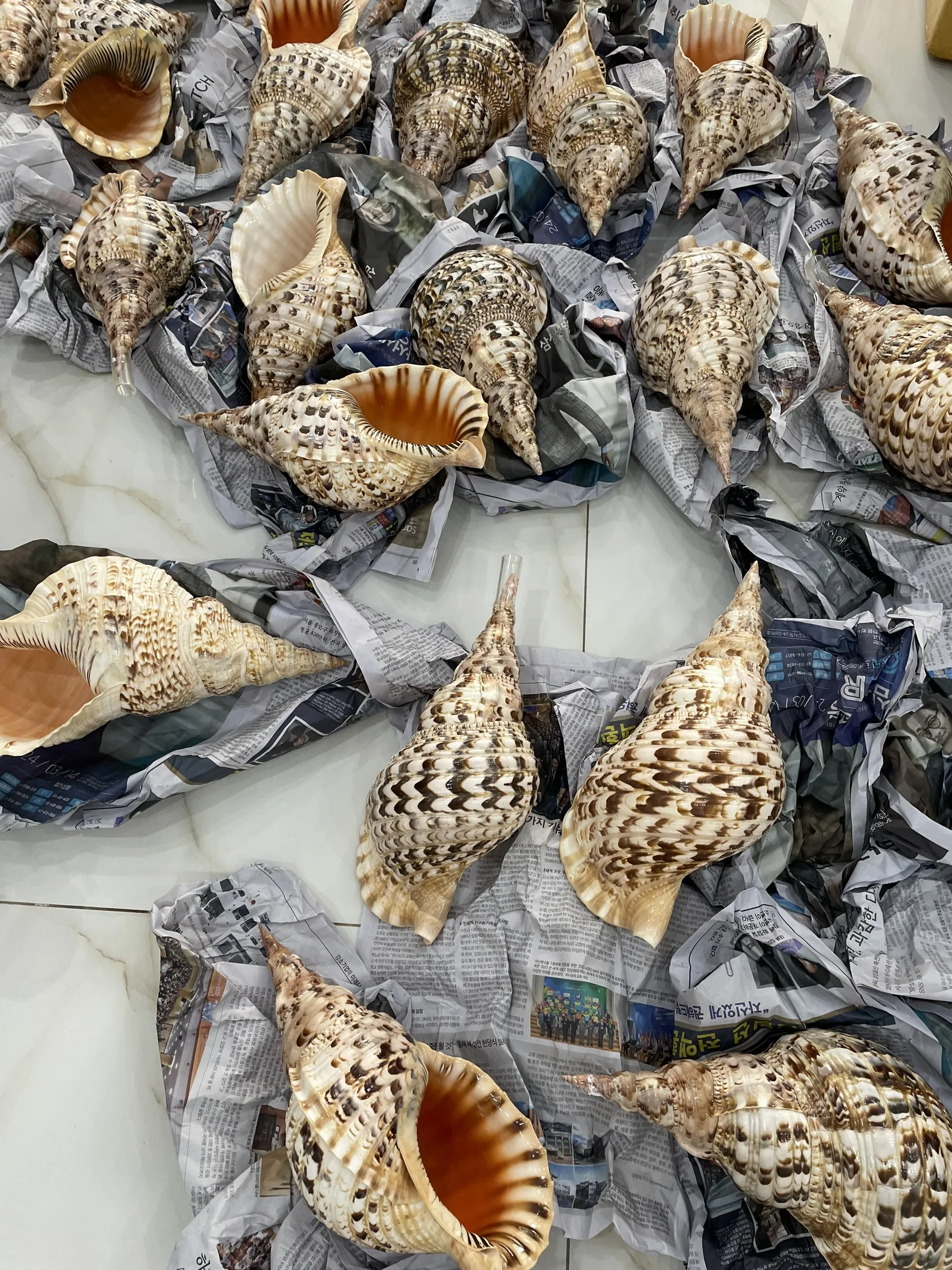 Snail Shells for Decoration Large Size Trumpet Seashells Triton Seashell Conch Natural Sea Shell Originated From Vietnam