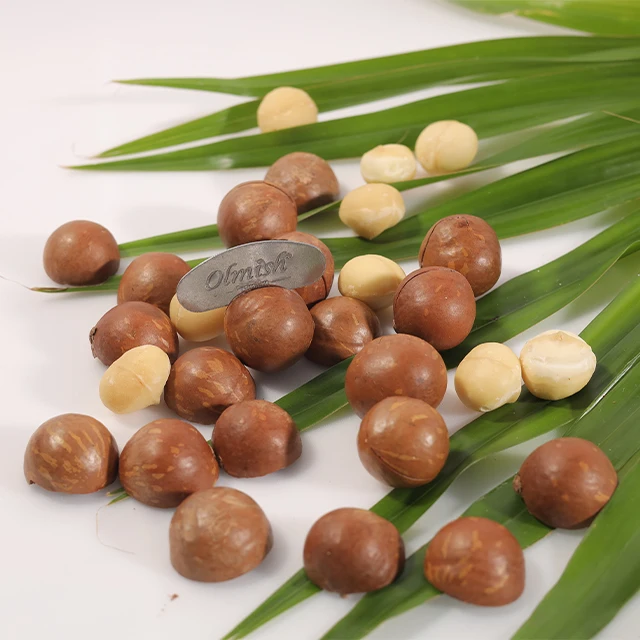 Vietnam Best Seller Macadamia Nuts Raw Roasted Maca Nuts Healthy Food Macadamia