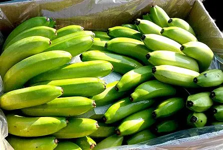 100% Natural Fresh Cavendish Bananas Whole Shape Fresh Quality Assured Bulk Packaged and IQF Frozen by Supplier
