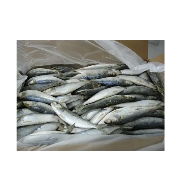 Online Buy / Order Top Quality Seafood Bqf Whole Round Sardine Fish With Best Quality Best Price Exports From Germany