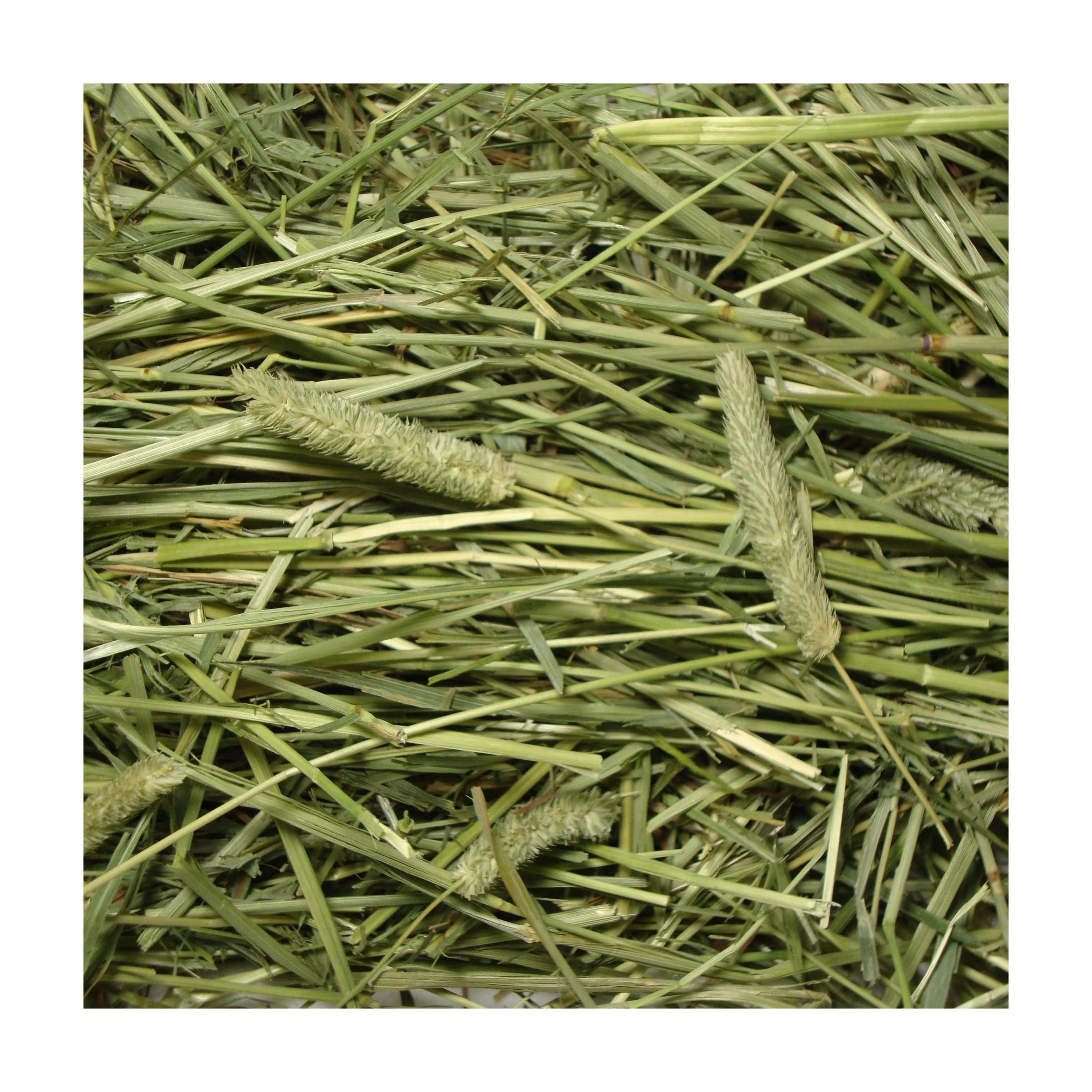 Top Quality alfalfa hay/Timothy Alfalfa Hay/ Cheap Alfalfa Hay for Animal Feeding Stuff alfalfa-hay-