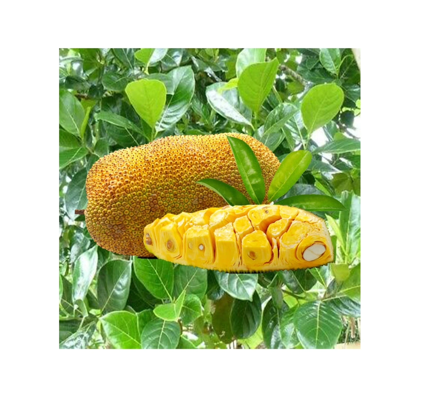 Оптовая продажа, высокое качество, тропические фрукты, сладкий вкус, Свежий фрукт, 100% натуральный желтый цвет, разумная цена